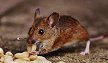 24 Hour & Emergency Exterminators in Shamrock Lks, IN